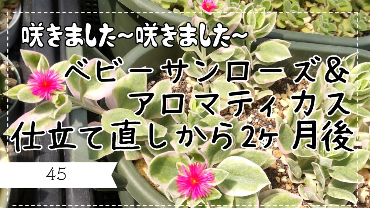 動画No.24続報】ベビーサンローズ＆アロマティカス仕立て直しから2ヶ月