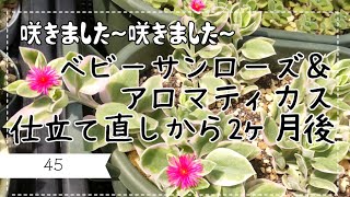 動画No.24続報】ベビーサンローズ＆アロマティカス仕立て直しから2ヶ月