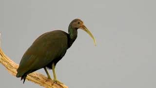 GREEN IBIS sounds (MESEMBRINIBIS CAYENNENSIS), CORÓ-CORÓ, Free bird in the wild.