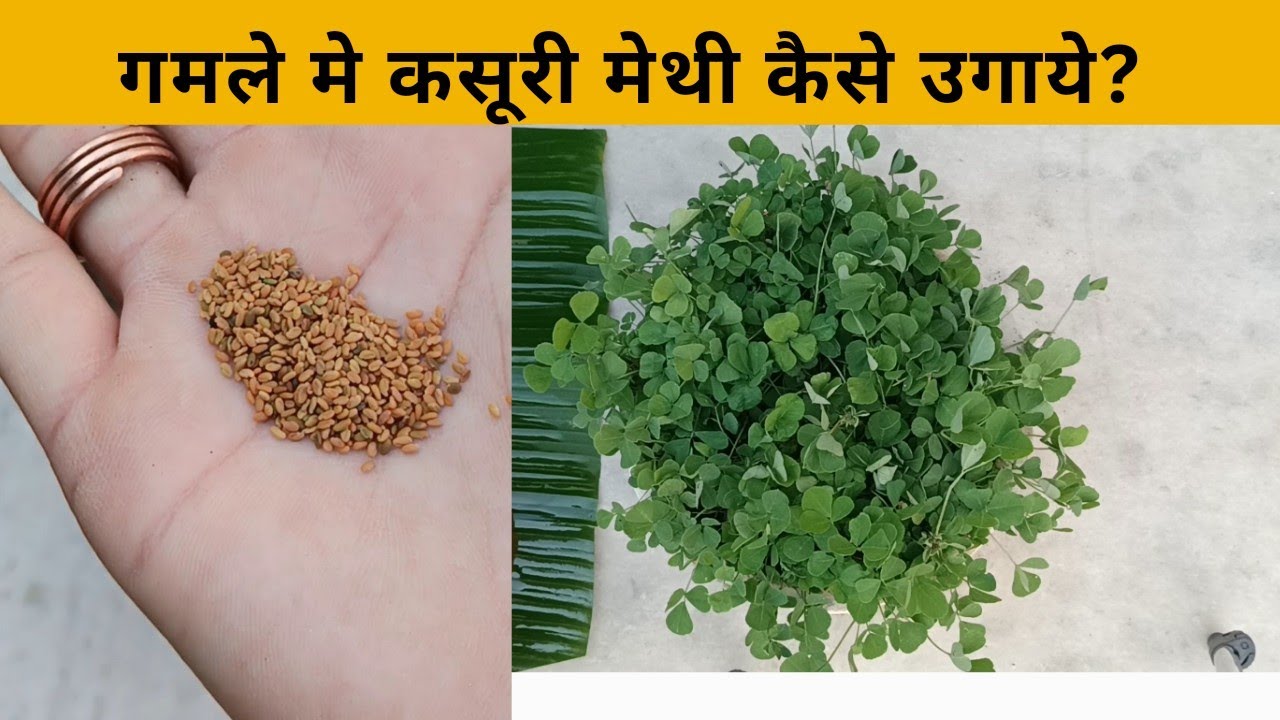 घर पर कसूरी मेथी कैसे उगाये? kasuri methi kaise ugai jaati hai