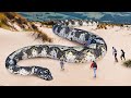 10 самых больших змей в мире