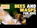 Bees and Wasps: Environmental Roles