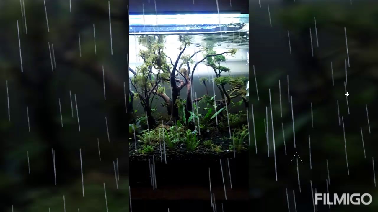 Aquascape Tema Hutan Tropis Aquascape Tema Hutan Youtube