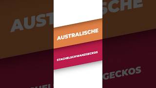 Diese Geckos haben „Stacheln“… 😳
