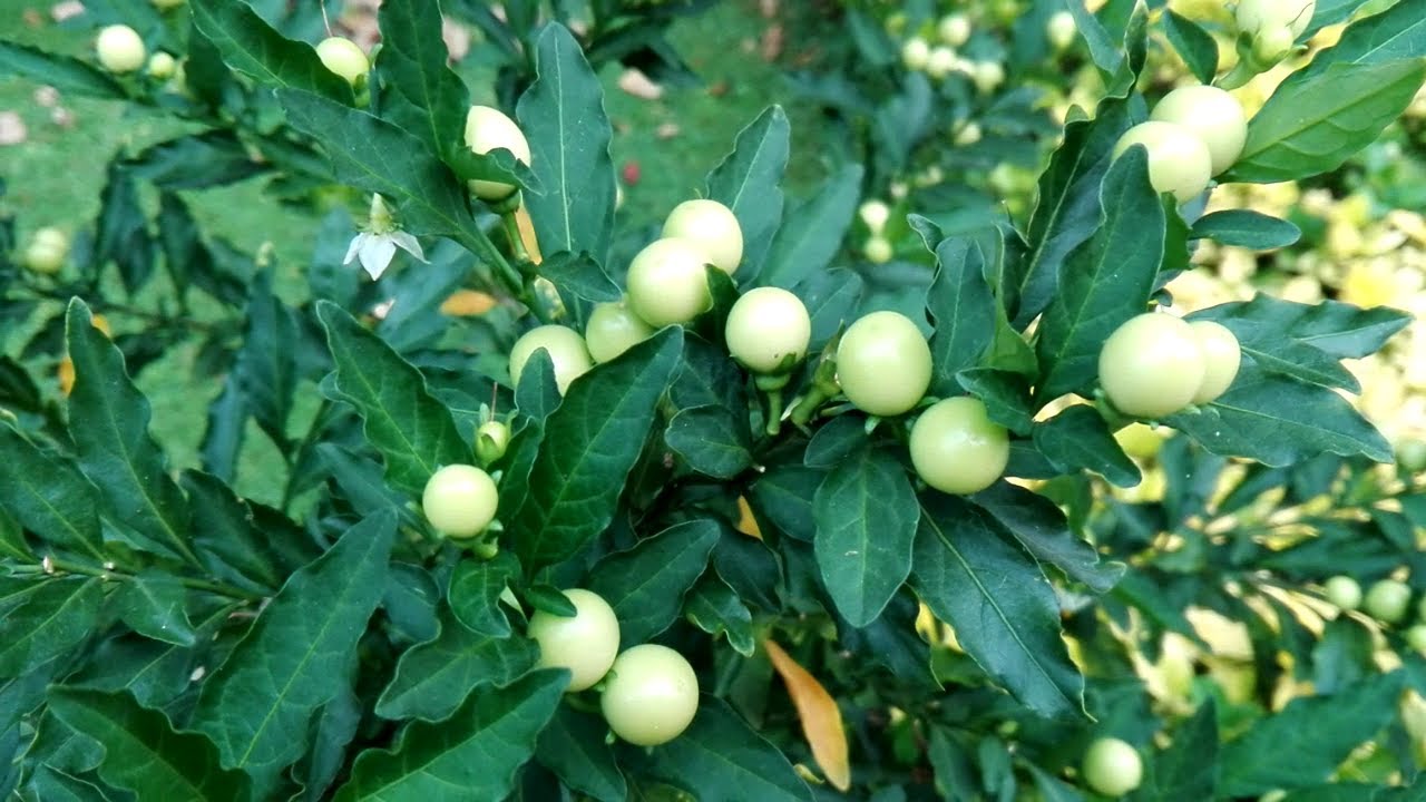 Solanum pseudocapsicum (Jerusalem-cherry)
