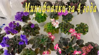 видео: Минифиалки за 4 года картинка: Минифиалки за 4 года