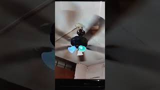 Ceiling Fan Faling Down Compilation