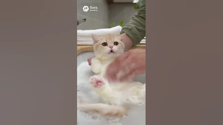 Video 11561601: gentle purrs, kitten enjoying bath, little kitten bath, kitty bath, cat meowing funny, bathroom cat funny, bath cute