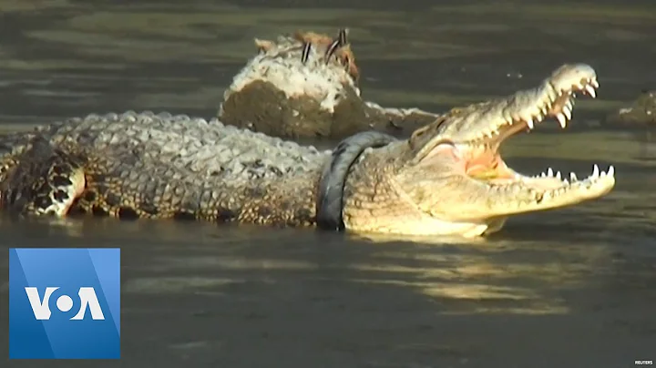 Indonesian Croc Freed After Five Years Trapped in Tire - DayDayNews