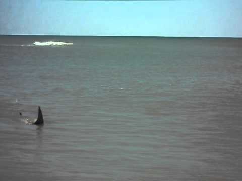 Shark At St George Island State Park Part 2 Youtube