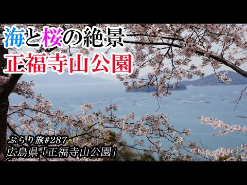 22年花見 ぶらり旅 第287回 広島県 正福寺山公園 Japanese Cherry Blossom Youtube