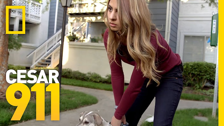 Lucky's Last Hope | Cesar 911