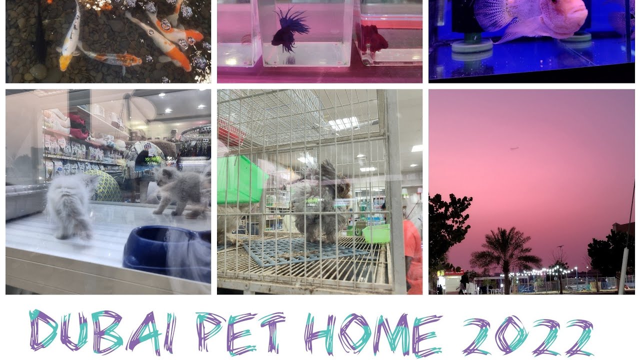 Dubai Pet Market Al Warsan 2022 petlovers pets sarakhan