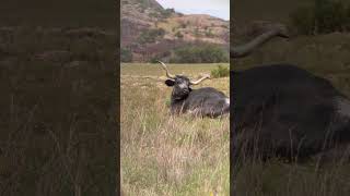 Longhorn slo-mo near Crater Lake WMWR 6/2/26
