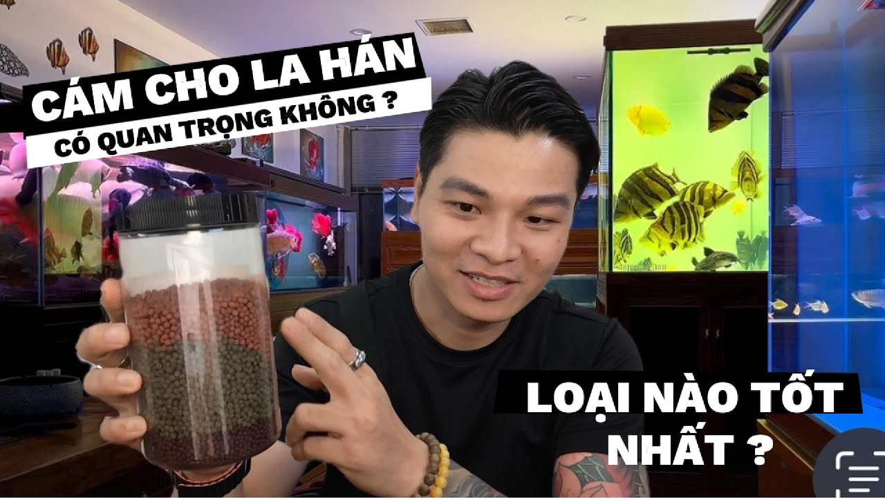 Cám dành cho cá La Hán có quan trọng không ?Loại nào tốt nhất ?shop chia sẽ kinh nghiệm cùng anh em