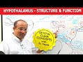Hypothalamus - Structure & Function - Neuroanatomy