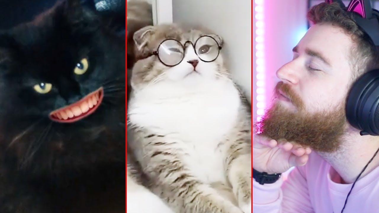 jogo do google do gato｜Pesquisa do TikTok