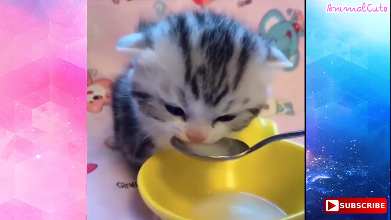 Cute Baby Animals Videos Compilation Cute Moment Of The Animals So Cute