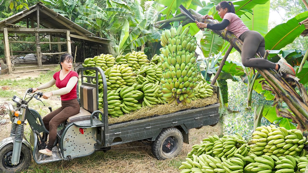 REWIND TIMELAPSE --315 Day Harvesting 150 TON Banana Go To Countryside Market Sell