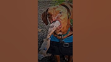 Thumbnail of Respect To This Dog! 😢 #shorts #sad #emotional  #short #fyp #respect #dog