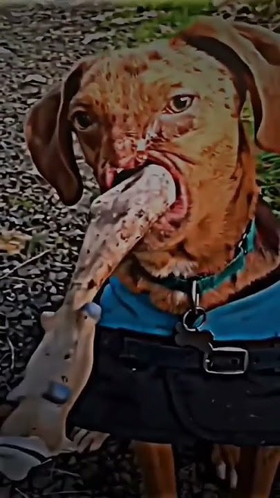 Respect To This Dog! 😢 #shorts #sad #emotional  #short #fyp #respect #dog