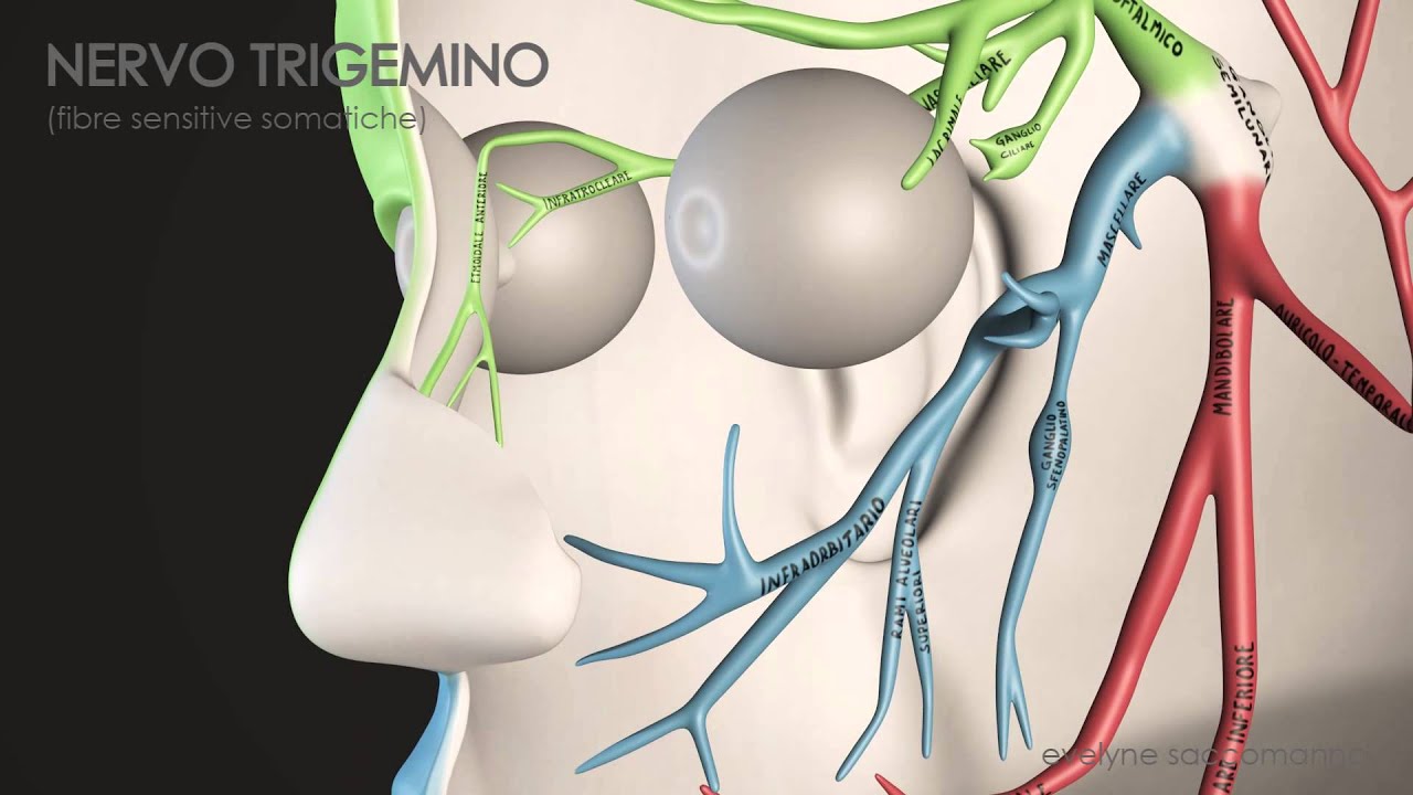 Trigeminal Nerve - Animation 3D - YouTube