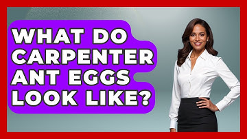 What Do Carpenter Ant Eggs Look Like? - Insects and Invaders