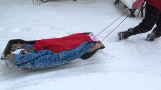 Lucy in her sled