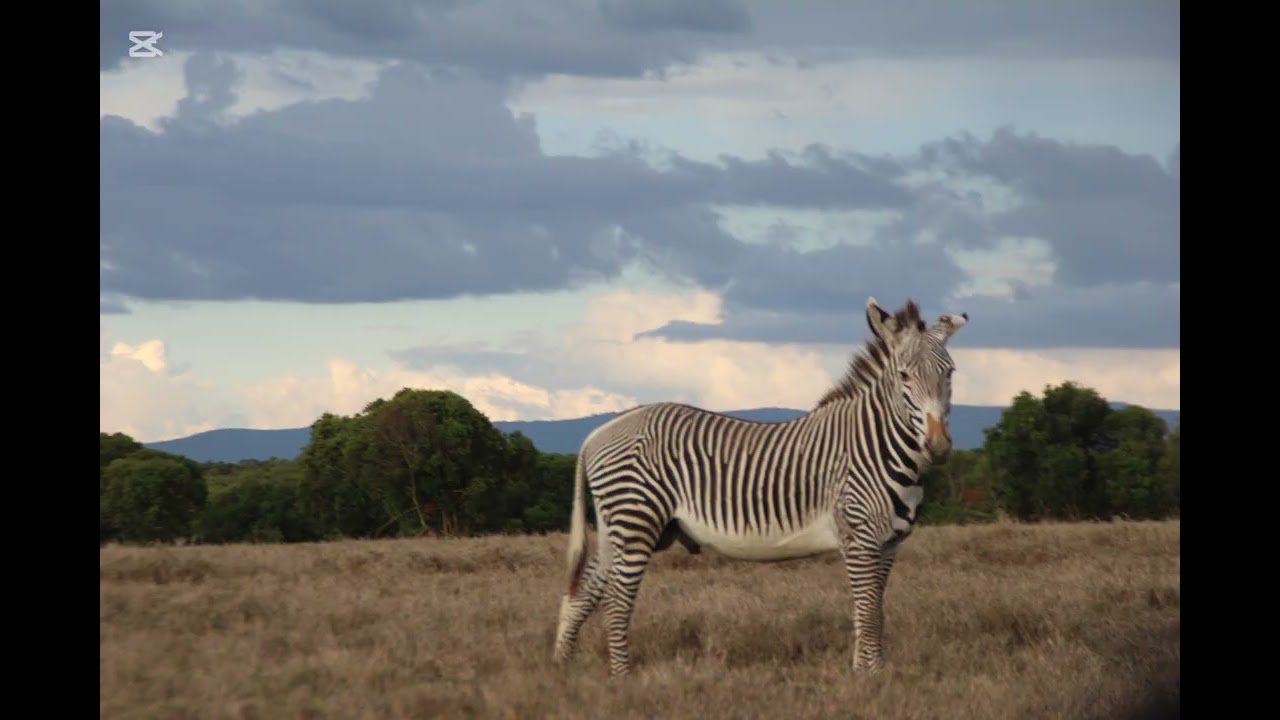 Сокровища Кении: зебра Греви, колобусы и ландшафты.