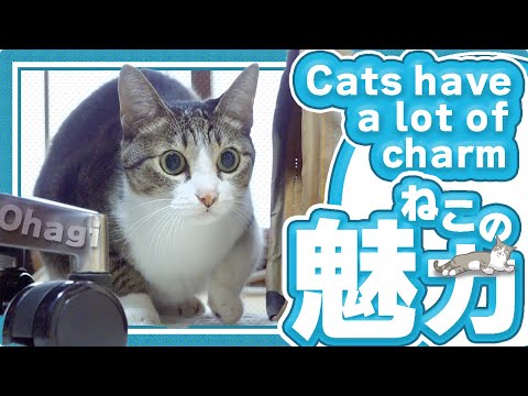 猫の魅力のひとつ