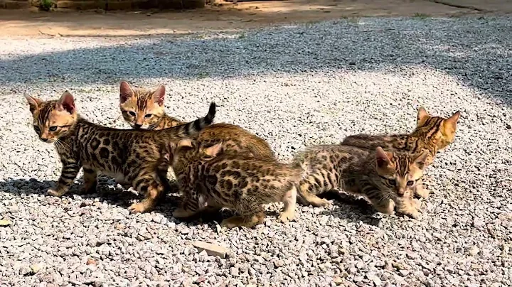 Video 7020841: purebred bengal kittens