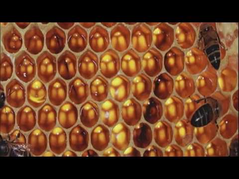 Vídeo: O mel é bom para 15 meses?