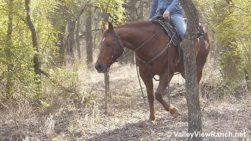 Shakada***For info, price, etc., go to our website: ValleyViewRanch.net***