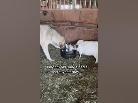 Our 11 month old livestock guardian dog aced kidding. Judge and Bo were