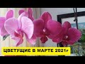 ОБЗОР ОРХИДЕЙ в МАРТЕ 2021 года