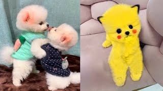 Funny and Cute Dog Pomeranian | Funny Puppy Videos #61