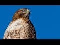 Nikon D850 Nikon 500mm F4 Colorado Mountain Birds - Big Game - Landscapes