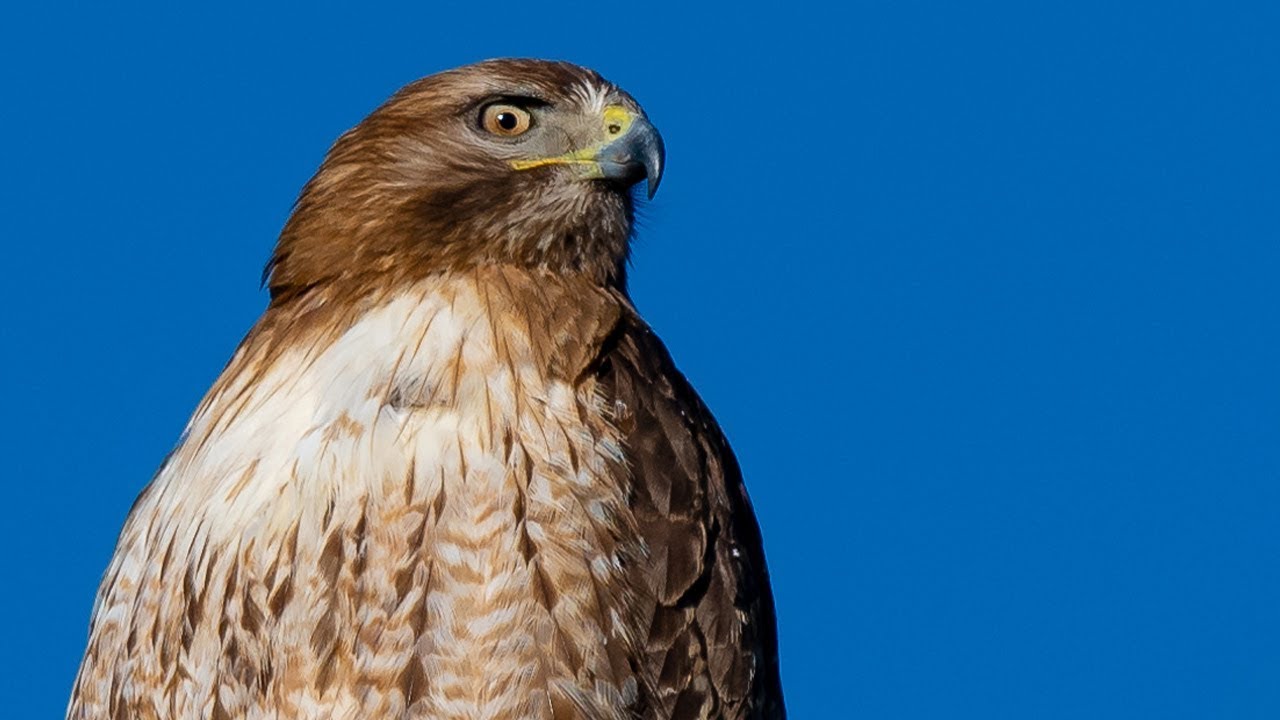 Nikon D850 Nikon 500mm F4 Colorado Mountain Birds Big Game Landscapes YouTube