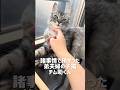 新入り子猫がやって来た！パート4 #保護猫 #かわいい