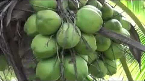 Amazing Best Agriculture Technology   Coconut Farm   COCONUT FACTORY  coconut  farming