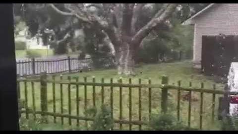 Hurricane Matthew completely uprooting a tree