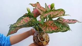 The Plantmaniacs Aglonema Valentine plant video 2