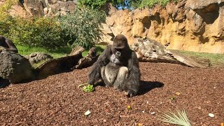 Exploring Bioparc Valencia, Spain เดินเที่ยวชมสวนสัตว์ขนาดใหญ่ในประเทศสเปน