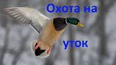 Graf Potapov
