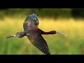 Interesting Facts About Glossy Ibis By Weird Square حقائق مثيرة حول الطيور Interesting Facts About Glossy Ibis By Weird Square حقائق مثيرة حول الطيور