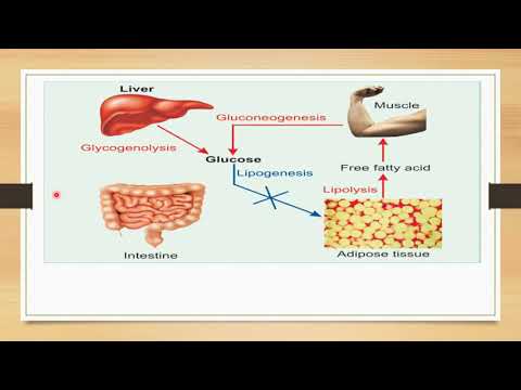 रक्त ग्लूकोज का विनियमन || ग्लूकोज होमियोस्टेसिस || जीव रसायन