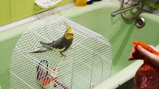 КАК КУПАТЬ ПОПУГАЯ или КОРЕЛЛА в ВАННОЙ КАК КУПАТЬ ПОПУГАЯ или КОРЕЛЛА в ВАННОЙ