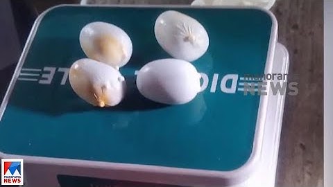 രഹസ്യഭാഗത്ത് ഒളിപ്പിച്ച്  കടത്തി; കരിപ്പൂരില്‍ സ്വര്‍ണവേട്ട; 2,125 ഗ്രാം പിടികൂടി | Gold