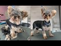 Transformation of the Month! - Grooming Yorkie