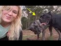 Littermate syndrome in cane corso can be dangerous